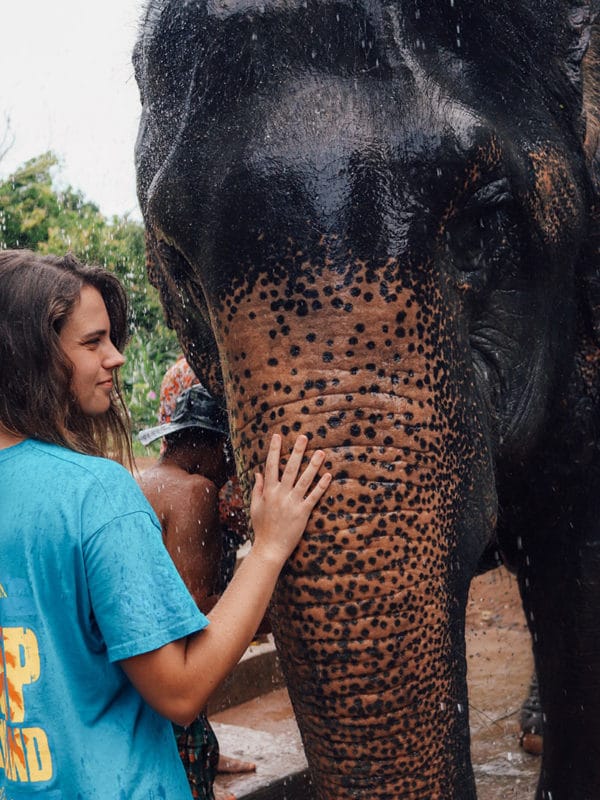 Camp Elephant & Cambodia Combo