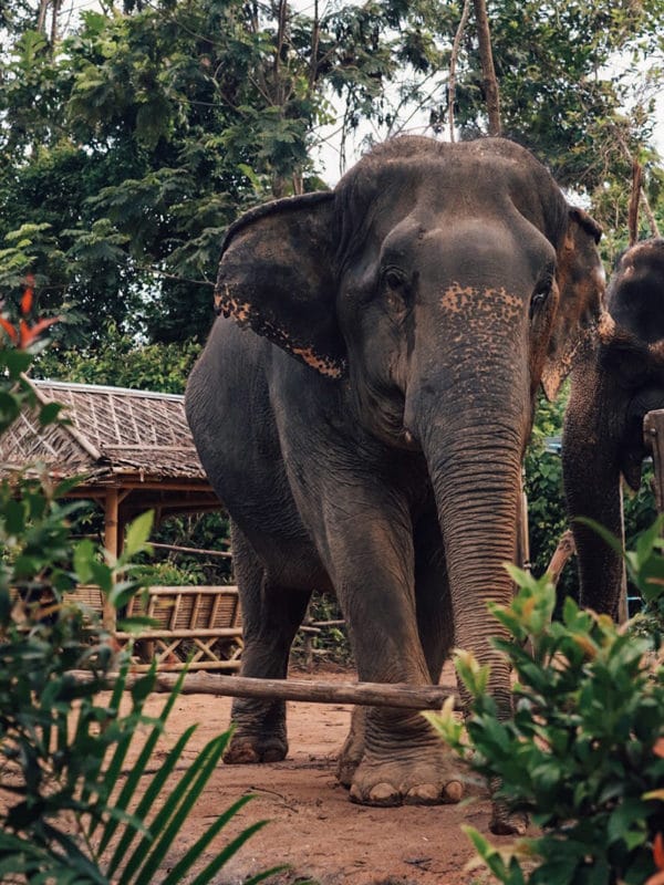 Camp Elephant & Cambodia Combo