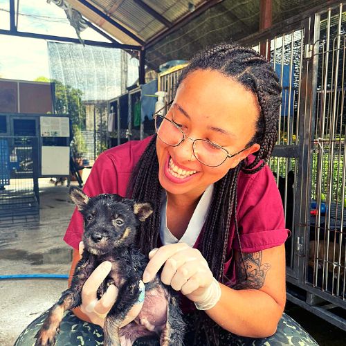 Volunteer with rescued dogs in Thailand