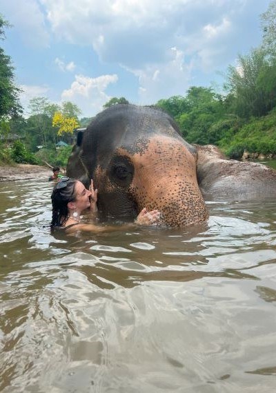 Elephant swiming