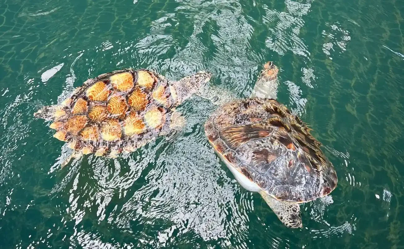 Day 7 Sea Turtle Conservation 1