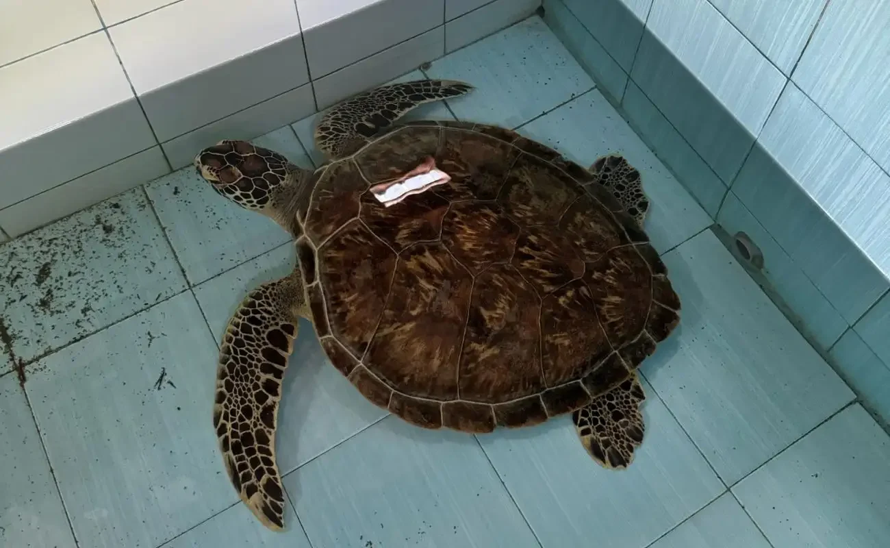 Day 7 Sea Turtle Conservation 2