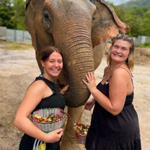 volunteering with elephants in Thailand