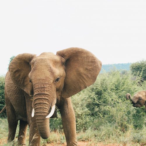 South Africa Elephants